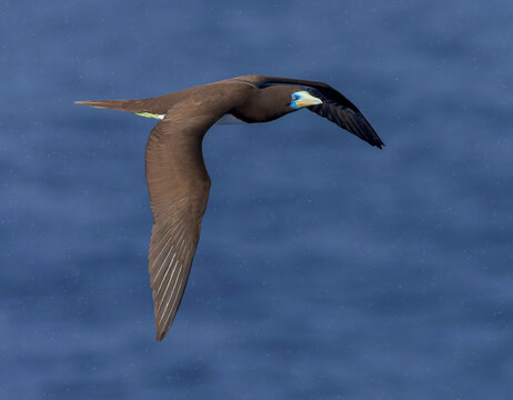 Indo-Pacific Brown Booby, Sula leucogaster plotus