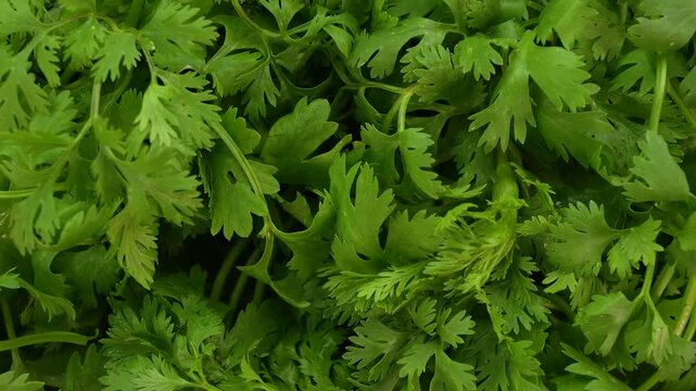 Closeup of fresh coriander leaves rotating top view. Green leaves.