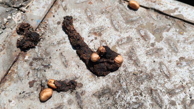 Real civet feces containing undigested ketapang seeds on the metal surface