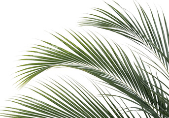 Lush tropical areca palm leaf branch isolated © Proonty