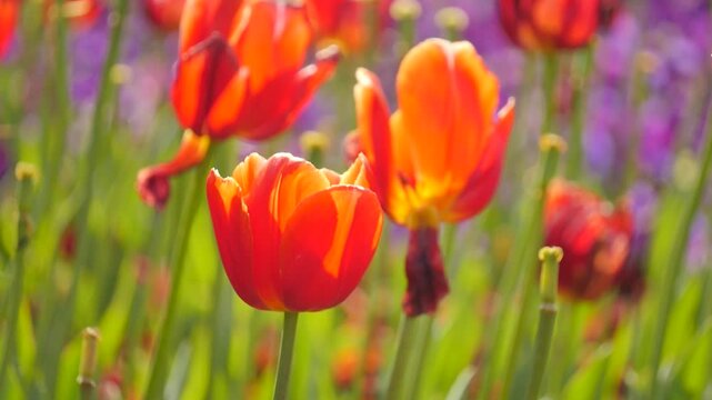 Orange and yellow flowers with stems