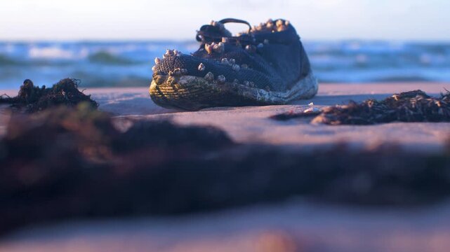 Old discarded sneaker covered in barnacles washed up on sandy ocean beach shore.