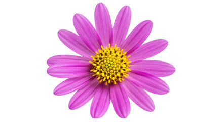 Obraz premium Pink daisy flower with yellow center and many petals, blooming flora plant for nature, beauty, and spring garden decoration.