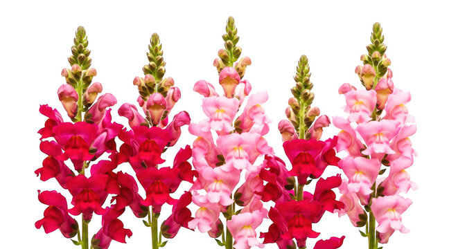 Pink and red snapdragon flowers with green buds stand tall against a grey background, symbolizing spring and floral arrangements.