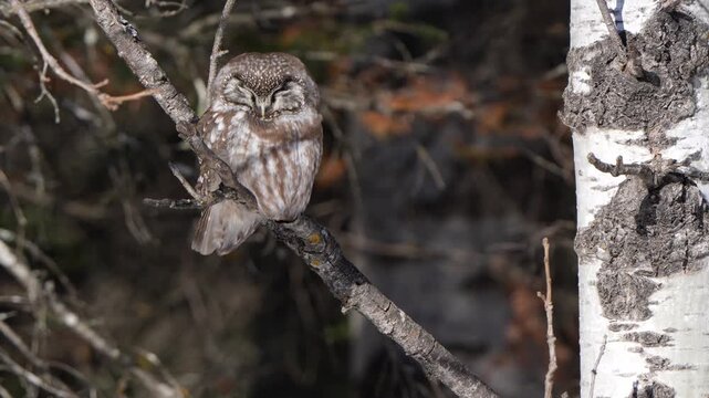 Wind ruffles the feathers of a roosting boreal owl on a cold winter day. Filmed in 60fps and slow motion capable.