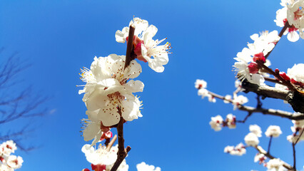 White spring cherry blossoms blooming against a clear blue sky © VEVELOX