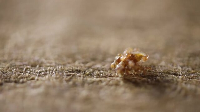 Extreme macro view of a tiny brown tick-like arthropod on a textured wooden surface, with very shallow depth of field and ample copy space.