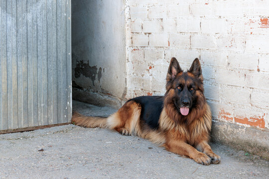 German Shepherd dog with long hair lying outside the house.