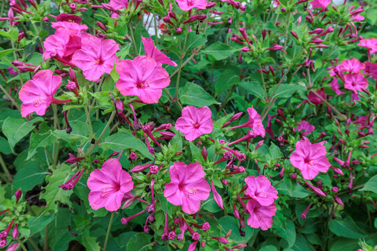 Four O'Clock Flowering Plants, Peruvian Marvel or Night Beauty. Mirabilis jalapa.