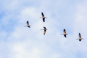 Fototapeta premium Flock of migrating Cranes flying on the sky