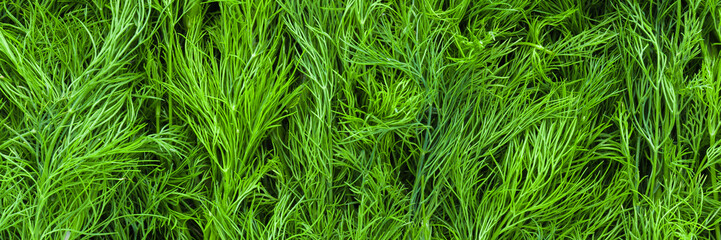 Fototapeta premium Background of heap fresh green dill. Wide banner. Closeup. Top down view.