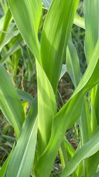 corn on the cob Close-up of a vibrant green corn plant leaves growing in a sunny agricultural field