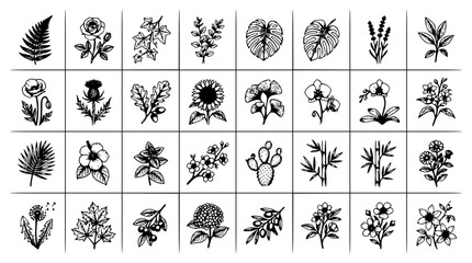 Fototapeta premium Botanical illustrations set with detailed line drawings featuring fern, rose, sunflower, orchid, thistle with leaves and blossoms