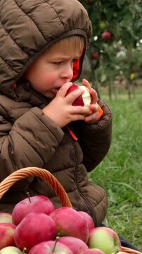 Little boy chewing fresh apple in orchard. Cute toddler kid eating fruit near wicker basket. Healthy kids nutrition. Agritourism family activities. Childhood organic lifestyle moments vertical video