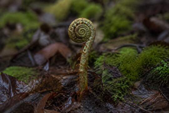 Involute fern fiddlehead in forest moss, growth and nature renewal concept