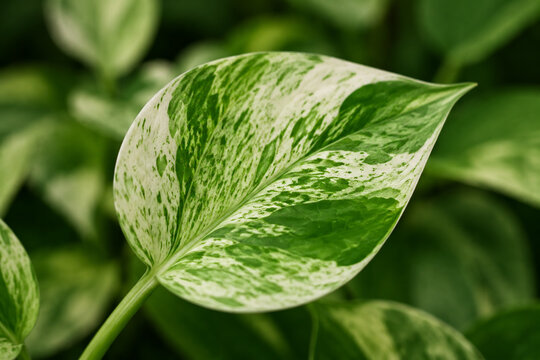 Variegated leaf with white and green pattern on plant, natural foliage detail