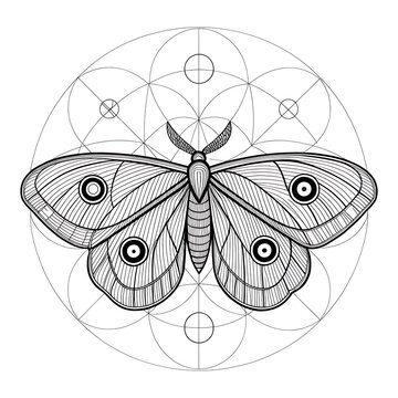 Elegant moth butterfly with detailed wings and circular patterns