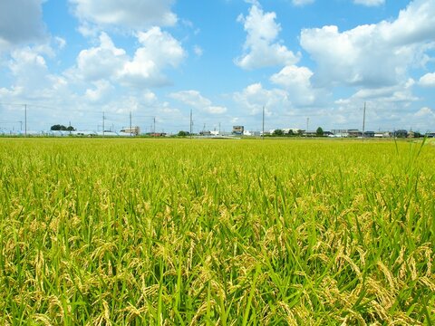 晩夏の首都圏近郊の収穫前の豊作の田んぼ風景