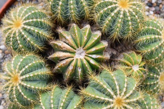 Circle arrangement of multiple 'Notocactus Magnificus' cacti with one plant in the center