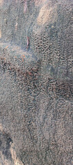 Close-up view of a hard-packed soil cliff with a texture resembling fish scales. © Sukriadi