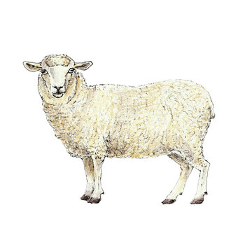 An adult sheep with thick wool fleece. Hand-drawn illustration, created with fine black liner and colored pencils. suitable for farm, agriculture, countryside, pastoral, and vintage-themed projects.