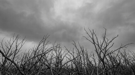 Obraz premium Halloween dry branch background under dark storm cloud. Creepy eerie gothic horror forest. old wood tree branch root, mysterious dramatic fantasy skittish