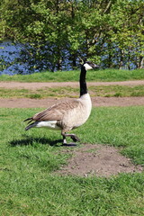 Canada goose (Branta canadensis). © Akash