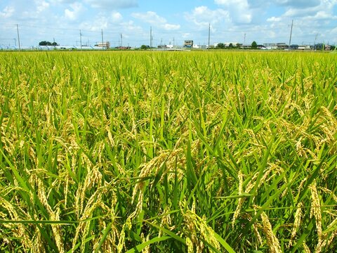 晩夏の首都圏近郊の収穫前の豊作の田んぼ風景