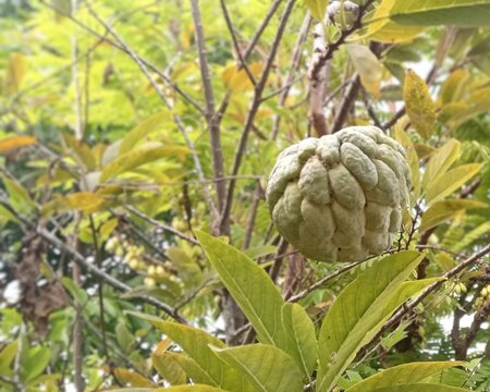 Fresh sugar apple fruit or cherimoya hanging on a tree branch.