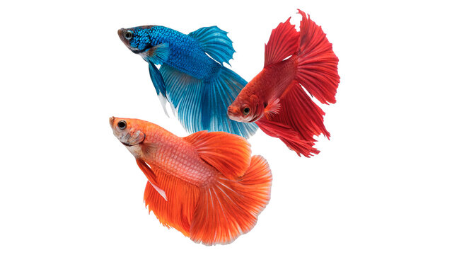 Two vibrant colorful siamese fighting fish swimming isolated on transparent background
