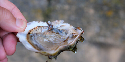 Opened oyster shell with oyster meat in a hand. Oyster consumption, marine food culture. Minimal. Shallow depth of field. Copy Space. © Ganna Zelinska