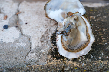 Opened oyster shell with oyster meat on a weathered stone surface. Natural textures, muted colors. Oyster consumption, marine food culture, and the environmental issue of discarded shell waste. © Ganna Zelinska
