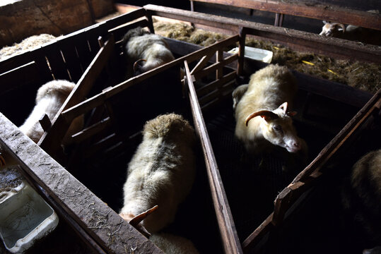 Horned Icelandic sheep resting in wooden pens inside a dim barn