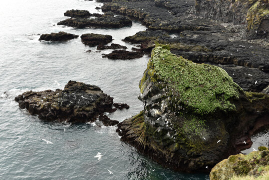 Rocky coast and bird cliffs at L&oacute;odrangar in Iceland