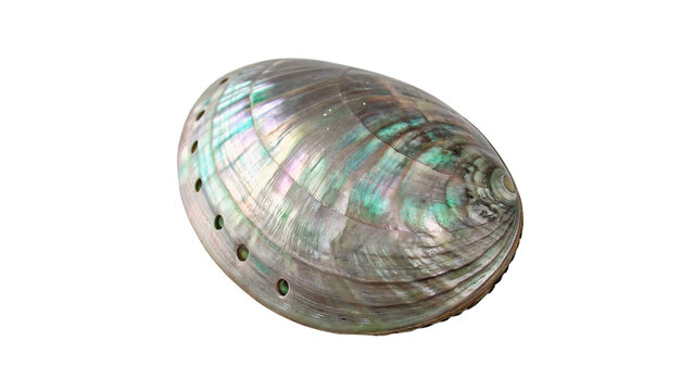 Natural colorful sea abalone shell mother of pearl isolated on transparent background