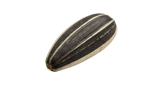 Single striped sunflower seed isolated on black background macro shot for agriculture marketing