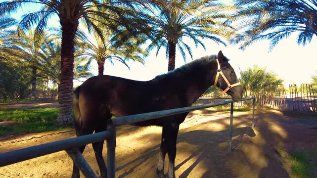 Black horse standing in a fenced paddock with palm trees in background.