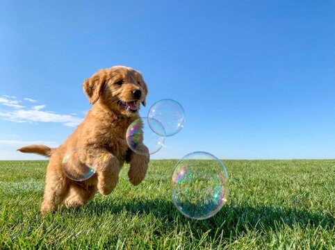 Cute little golden puppy leaping excitedly towards soap bubbles on green lawn