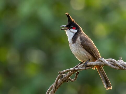 Red-whiskered bulbul bird perched on slender tree twig against blurred green background