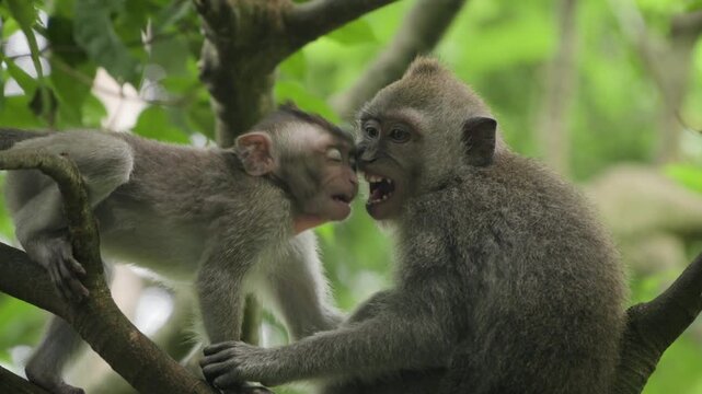 Two monkeys engage in playful interaction while perched on a tree branch in a lush green.