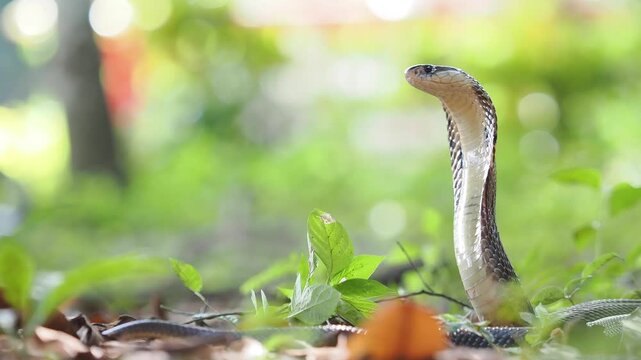 Naja kaouthia or monocled cobra deadly serpent living on a dry leaf in the forestin nature	
