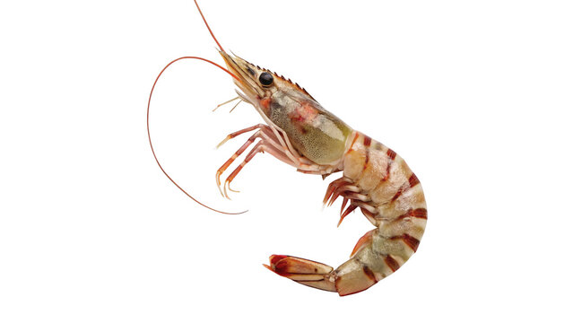 Fresh raw tiger shrimp with tail isolated on dark background for seafood culinary design