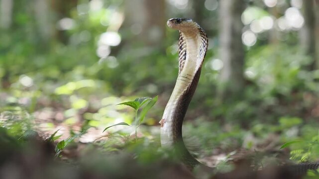 Naja kaouthia or monocled cobra deadly serpent living on a dry leaf in the forestin nature	

