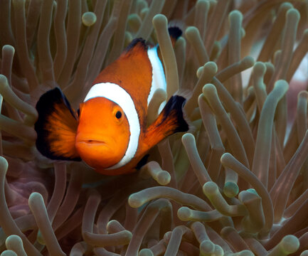A False clown anemonefish Boracay Island Philippines