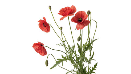 Obraz premium Beautiful red poppy flowers with green stems isolated on transparent background