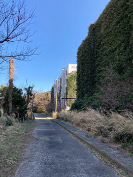 ツタに覆われた建物沿いを通る池島の舗装道路