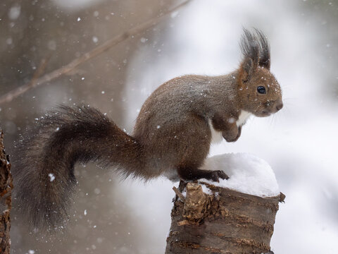 Ezo Red Squirrel on a Snowy Tree Stump