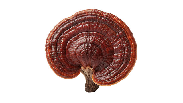 Dried brown reishi mushroom glossy texture isolated on black background for traditional medicine