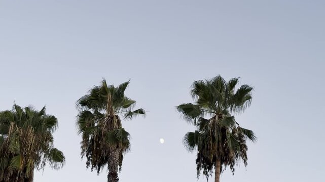  Washingtonia is a monotypic genus of monoecious palms, desert fan palm. San Gabriel, Los Angeles County, California. The Moon is Earth&rsquo;s only natural satellite 