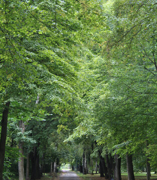 Lush Green Tree Tunnel Path in Forest Nature Background.

